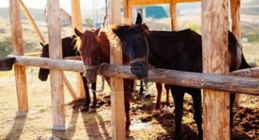 Jak postavit a vybavit stáje pro koně, velikosti a schémata stáje